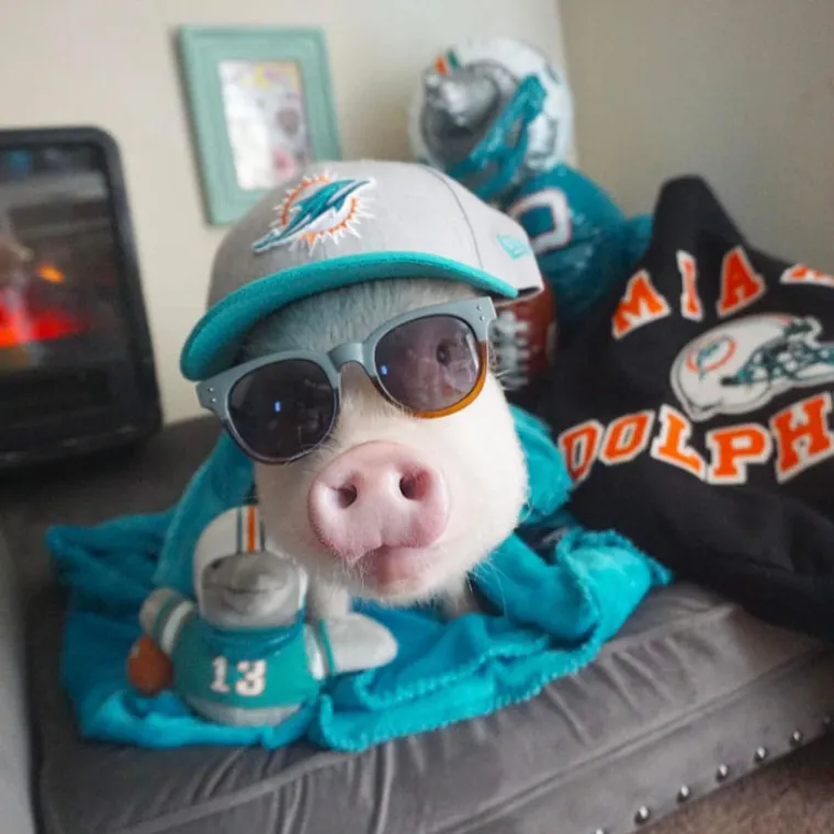 NAJSMJE&Scaron;NIJA GALERIJA KOJU ĆETE DANAS VIDJETI: Životinje izgledaju kao da su u bendu, čisti urnebes