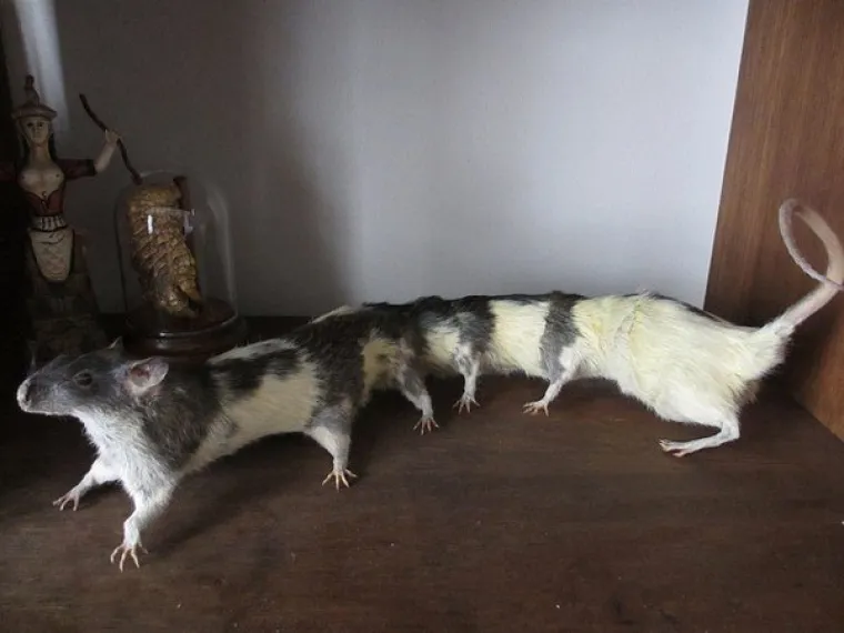 POGODITE O KOJIM JE ŽIVOTINJAMA RIJEČ: Prepariranjem napravili monstrume, možete li ih prepoznati?