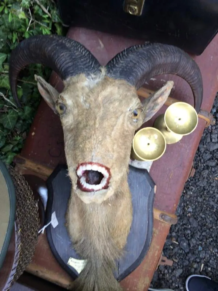 POGODITE O KOJIM JE ŽIVOTINJAMA RIJEČ: Prepariranjem napravili monstrume, možete li ih prepoznati?