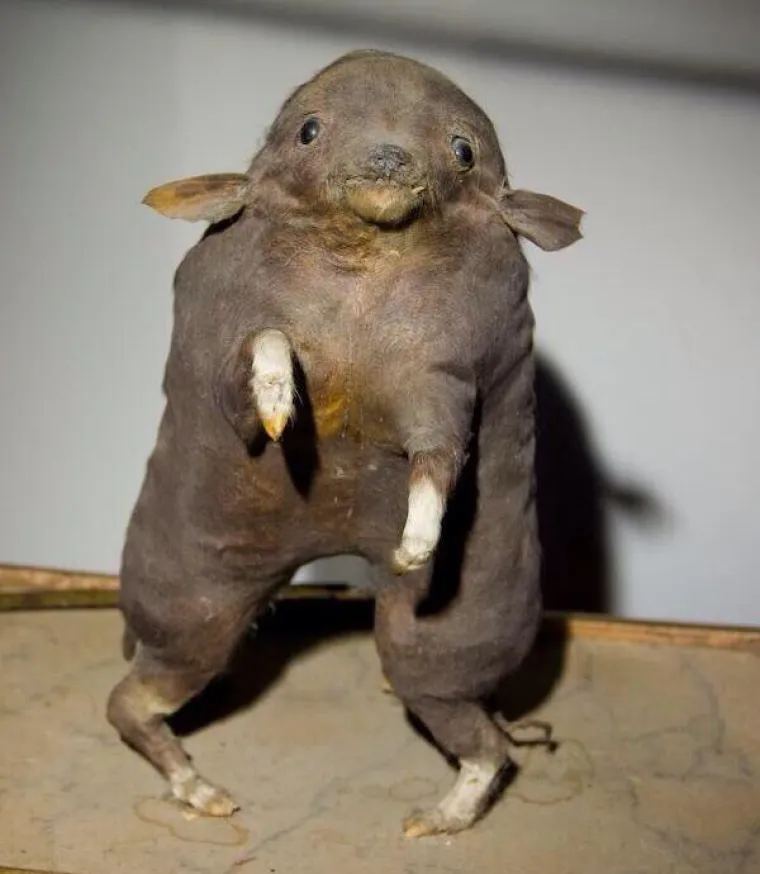 POGODITE O KOJIM JE ŽIVOTINJAMA RIJEČ: Prepariranjem napravili monstrume, možete li ih prepoznati?