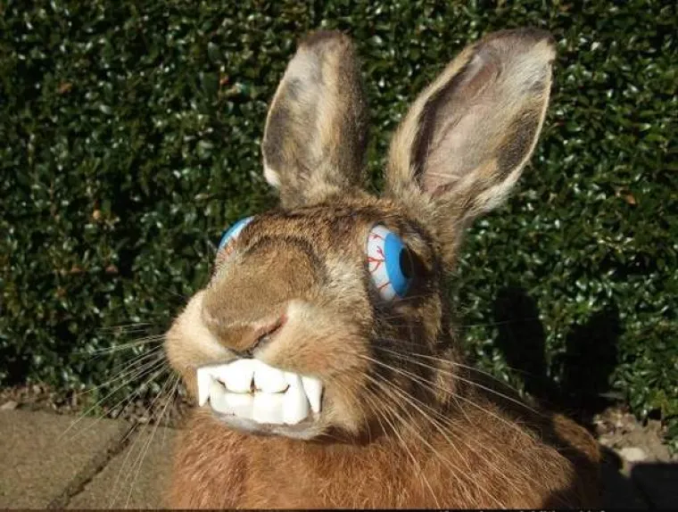 POGODITE O KOJIM JE ŽIVOTINJAMA RIJEČ: Prepariranjem napravili monstrume, možete li ih prepoznati?