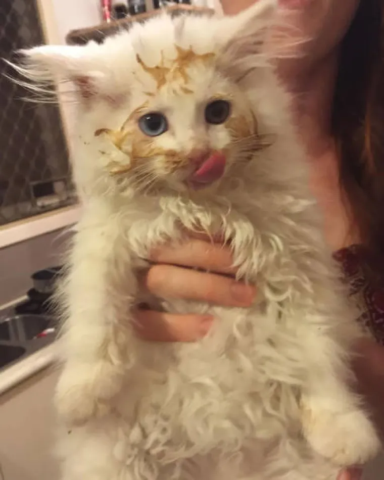 JAKO NEKULTURNI, ALI URNEBESNI: Nitko ih nije naučio da ne smiju plaziti jezik