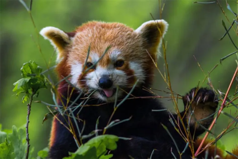 JAKO NEKULTURNI, ALI URNEBESNI: Nitko ih nije naučio da ne smiju plaziti jezik