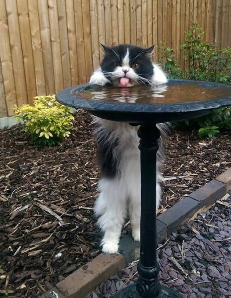 JAKO NEKULTURNI, ALI URNEBESNI: Nitko ih nije naučio da ne smiju plaziti jezik