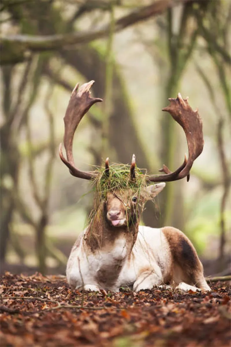 JAKO NEKULTURNI, ALI URNEBESNI: Nitko ih nije naučio da ne smiju plaziti jezik