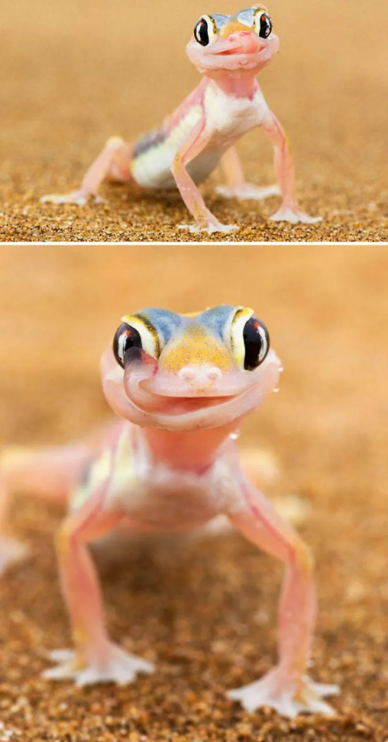 JAKO NEKULTURNI, ALI URNEBESNI: Nitko ih nije naučio da ne smiju plaziti jezik