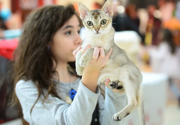 Mačje ljepotice odu&scaron;evile posjetitelje Međunarodne izložbe mačaka