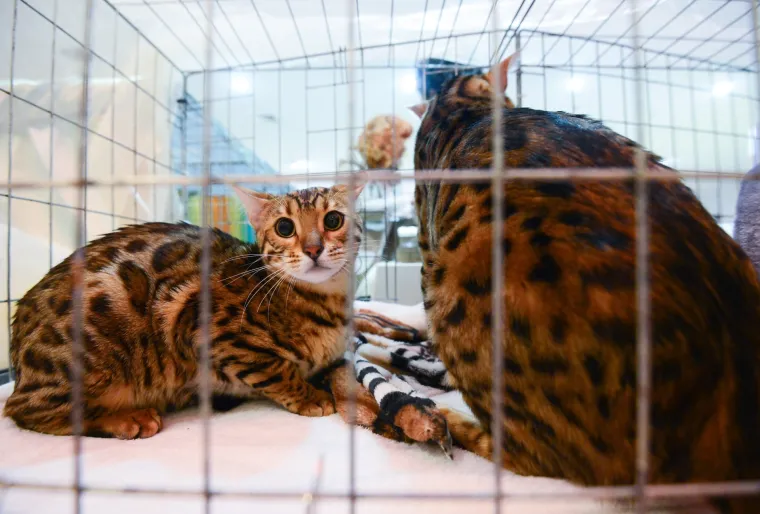 Mačje ljepotice odu&scaron;evile posjetitelje Međunarodne izložbe mačaka