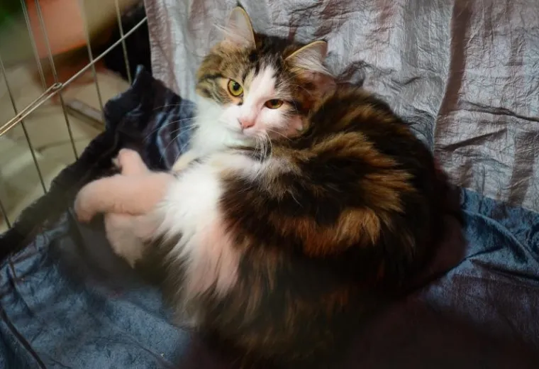 U ZAPRE&Scaron;IĆU ODRŽANA MEĐUNARODNA IZLOŽBA MAČAKA: Pogledajte neke od najljep&scaron;ih mica