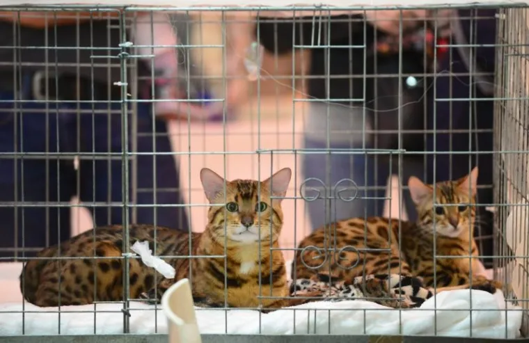 U ZAPRE&Scaron;IĆU ODRŽANA MEĐUNARODNA IZLOŽBA MAČAKA: Pogledajte neke od najljep&scaron;ih mica