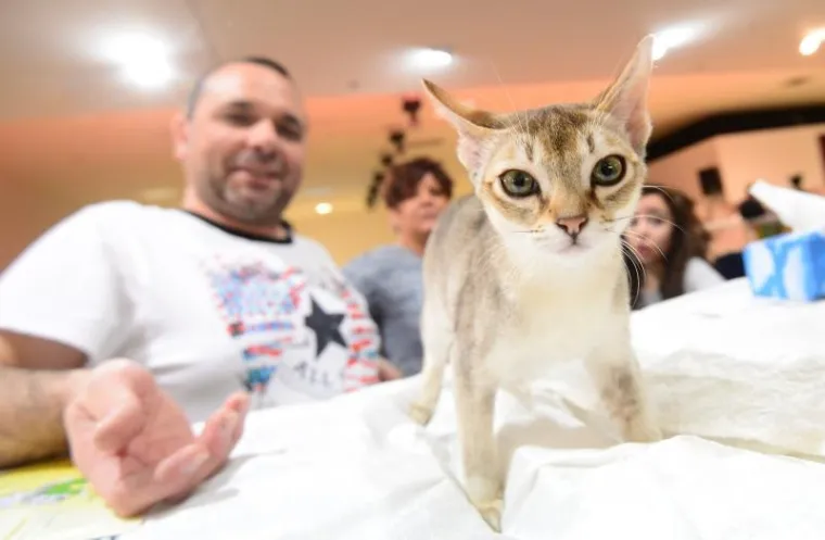 U ZAPRE&Scaron;IĆU ODRŽANA MEĐUNARODNA IZLOŽBA MAČAKA: Pogledajte neke od najljep&scaron;ih mica