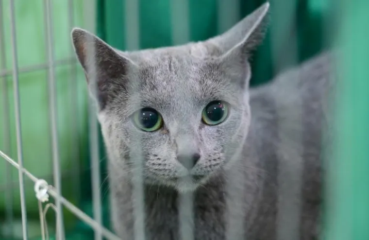 U ZAPRE&Scaron;IĆU ODRŽANA MEĐUNARODNA IZLOŽBA MAČAKA: Pogledajte neke od najljep&scaron;ih mica