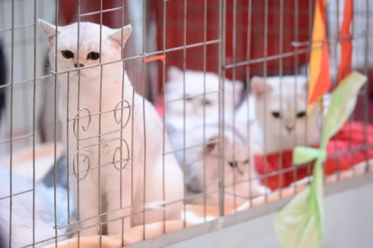 U ZAPRE&Scaron;IĆU ODRŽANA MEĐUNARODNA IZLOŽBA MAČAKA: Pogledajte neke od najljep&scaron;ih mica