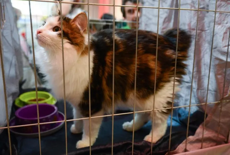 U ZAPRE&Scaron;IĆU ODRŽANA MEĐUNARODNA IZLOŽBA MAČAKA: Pogledajte neke od najljep&scaron;ih mica