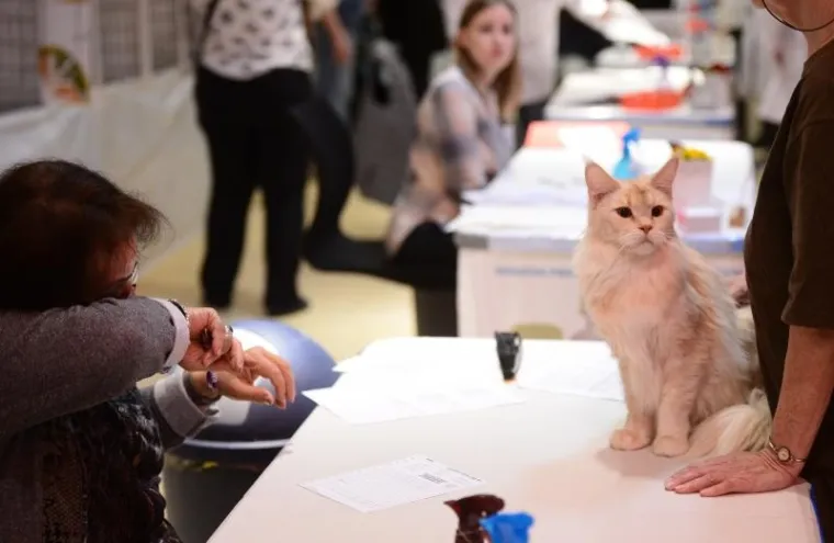 U ZAPRE&Scaron;IĆU ODRŽANA MEĐUNARODNA IZLOŽBA MAČAKA: Pogledajte neke od najljep&scaron;ih mica
