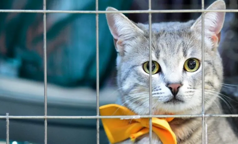 U ZAPRE&Scaron;IĆU ODRŽANA MEĐUNARODNA IZLOŽBA MAČAKA: Pogledajte neke od najljep&scaron;ih mica