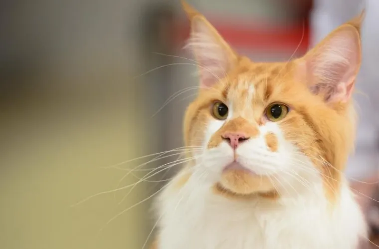 U ZAPRE&Scaron;IĆU ODRŽANA MEĐUNARODNA IZLOŽBA MAČAKA: Pogledajte neke od najljep&scaron;ih mica