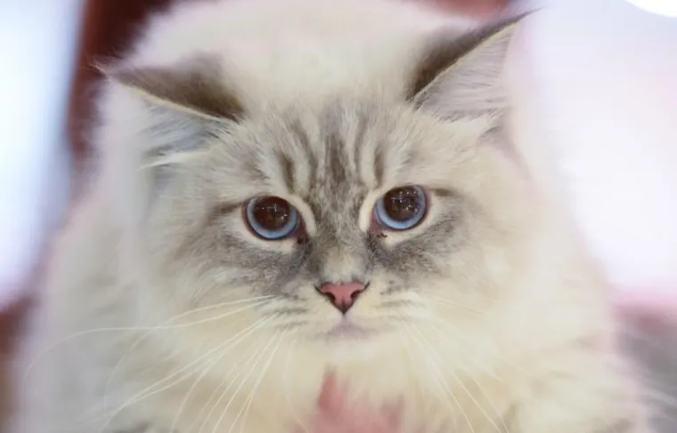 Najljep&scaron;e mačke na jednom mjestu: Međunarodna izložba mačaka u Zapre&scaron;iću