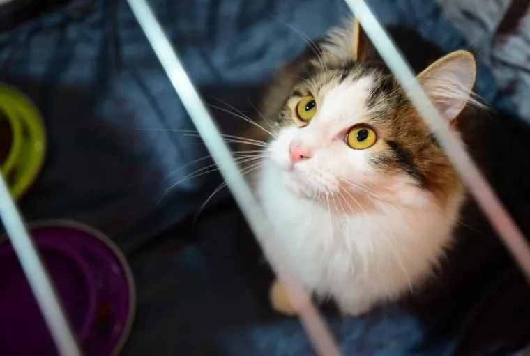 Najljep&scaron;e mačke na jednom mjestu: Međunarodna izložba mačaka u Zapre&scaron;iću