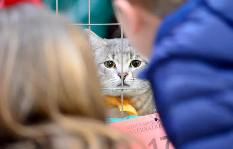 Najljep&scaron;e mačke na jednom mjestu: Međunarodna izložba mačaka u Zapre&scaron;iću