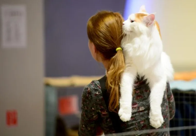 Najljep&scaron;e mačke na jednom mjestu: Međunarodna izložba mačaka u Zapre&scaron;iću