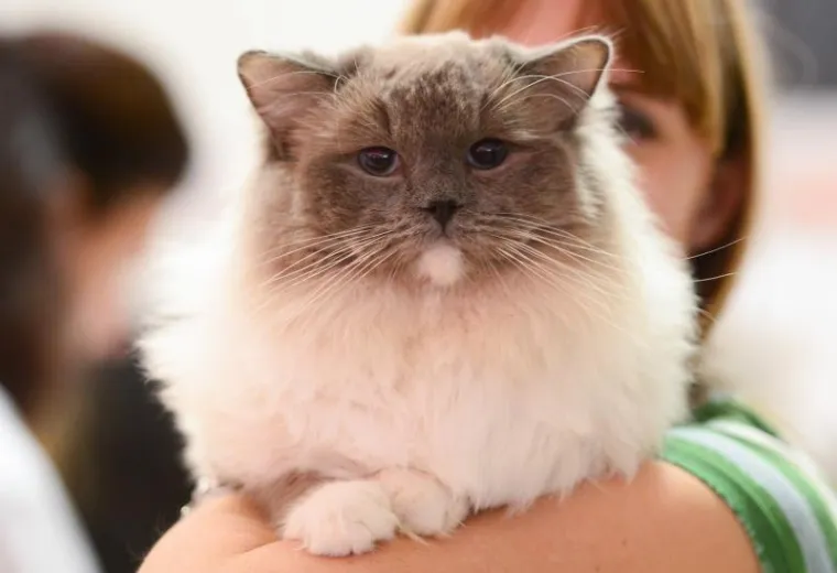 Najljep&scaron;e mačke na jednom mjestu: Međunarodna izložba mačaka u Zapre&scaron;iću