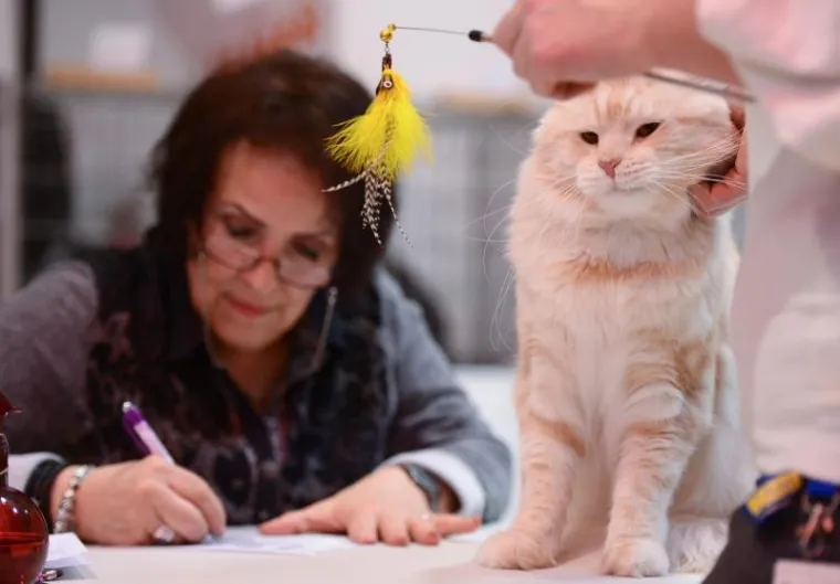 Najljep&scaron;e mačke na jednom mjestu: Međunarodna izložba mačaka u Zapre&scaron;iću