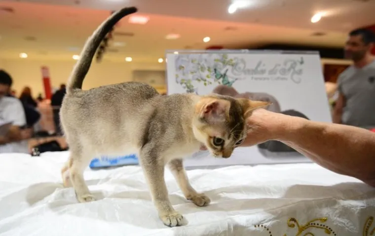 Najljep&scaron;e mačke na jednom mjestu: Međunarodna izložba mačaka u Zapre&scaron;iću