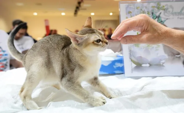 Najljep&scaron;e mačke na jednom mjestu: Međunarodna izložba mačaka u Zapre&scaron;iću