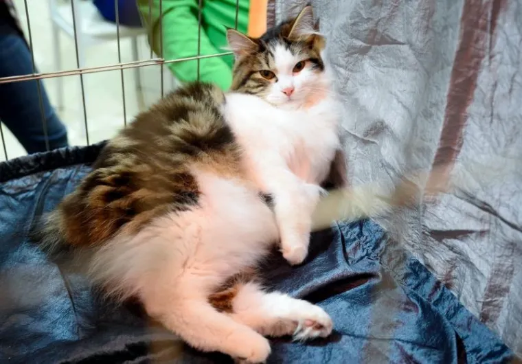 Najljep&scaron;e mačke na jednom mjestu: Međunarodna izložba mačaka u Zapre&scaron;iću