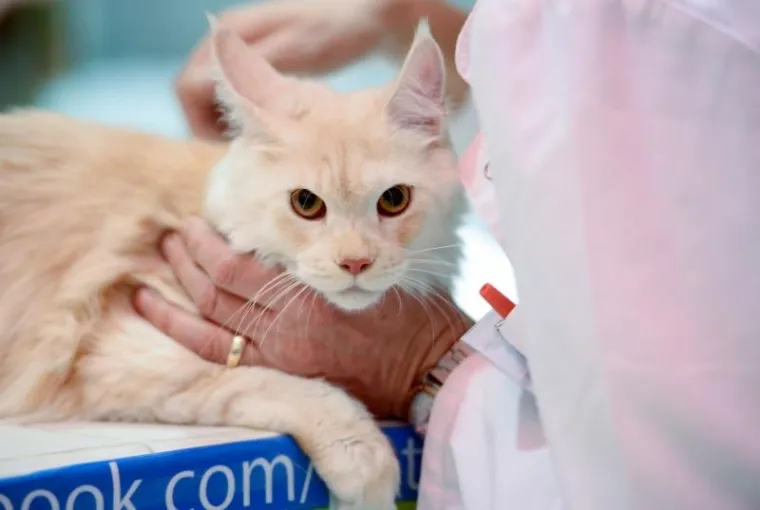 Najljep&scaron;e mačke na jednom mjestu: Međunarodna izložba mačaka u Zapre&scaron;iću