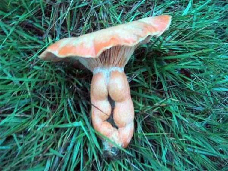 TESTIRAJTE SE: Vidite li i vi guzu u svemu ili imate neprirodno čisti um? Provjerite u galeriji!