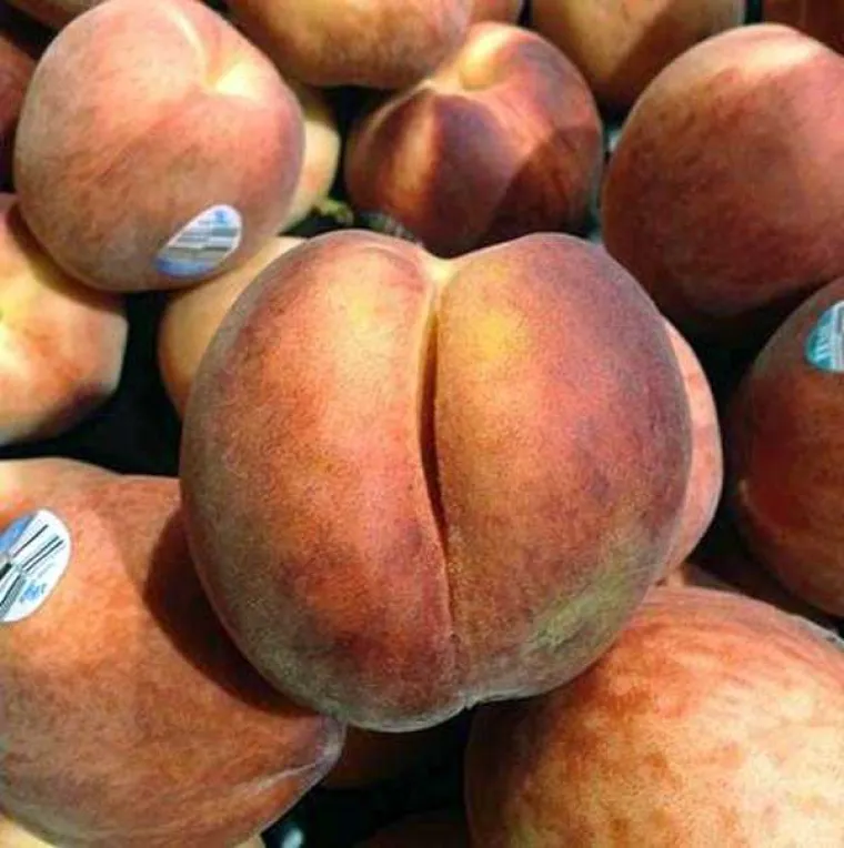 TESTIRAJTE SE: Vidite li i vi guzu u svemu ili imate neprirodno čisti um? Provjerite u galeriji!