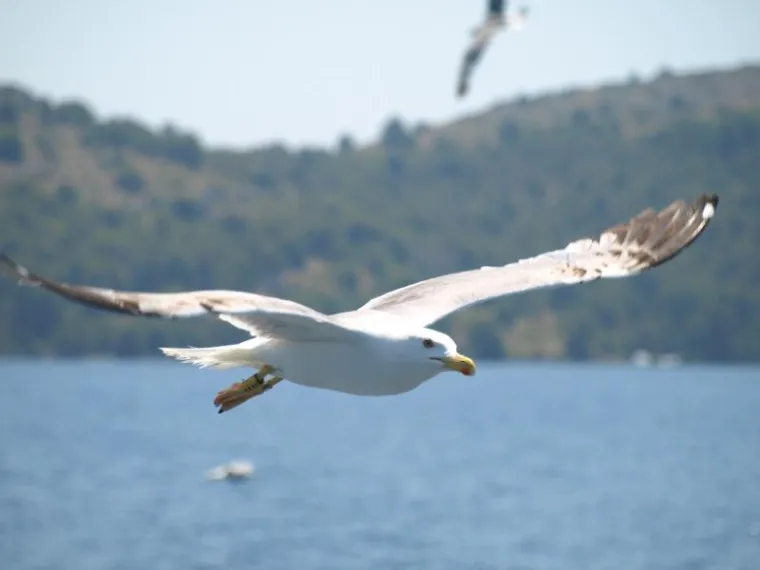 TELAŠČICA: Park prirode jedinstven na čitavom Jadranu