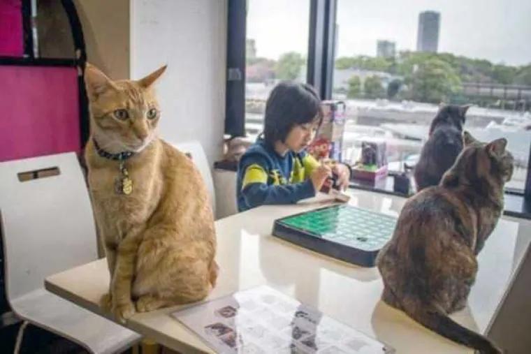 PORNIĆI NISU NAJBIZARNIJA STVAR U JAPANU: Njihov svakodnevni život prožet je sumanutim detaljima