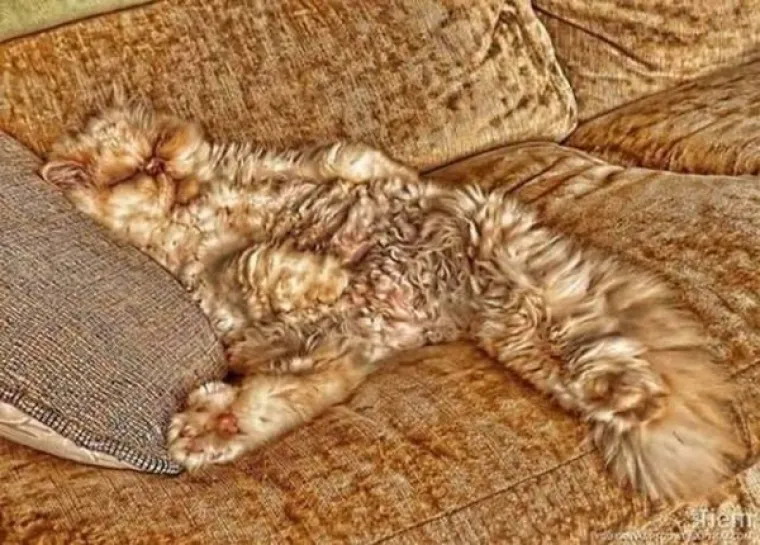 Neki kućni ljubimci su majstori preru&scaron;avanja, a u galerji smo okupili neke od takvih vrsnih &scaron;pijuna. Iako bi mogli proći kao kameleoni, oni su zapravo psi, mačke i zečevi. Preslatke ljubimce koji su se odlično stopili s okoli&scaron;em pogledajte u nastavku.