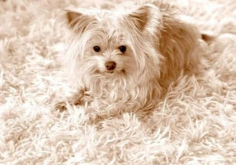 MAJSTORI PRERU&Scaron;AVANJA! Poku&scaron;ajte uočiti kućne ljubimce koji su se odlično stopili s okoli&scaron;em