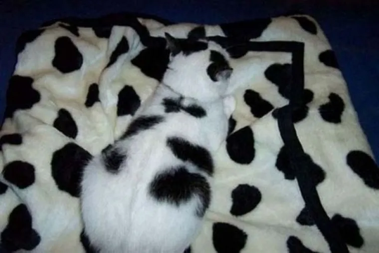 MAJSTORI PRERU&Scaron;AVANJA! Poku&scaron;ajte uočiti kućne ljubimce koji su se odlično stopili s okoli&scaron;em