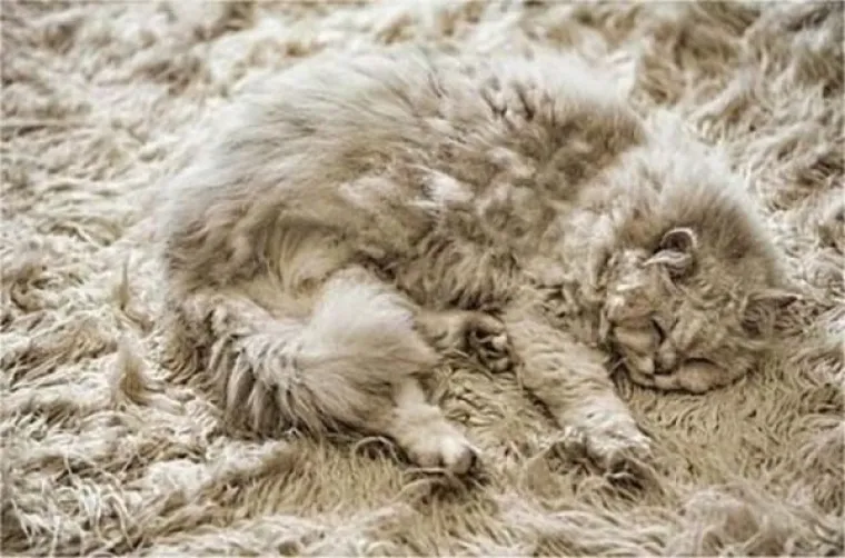 MAJSTORI PRERU&Scaron;AVANJA! Poku&scaron;ajte uočiti kućne ljubimce koji su se odlično stopili s okoli&scaron;em