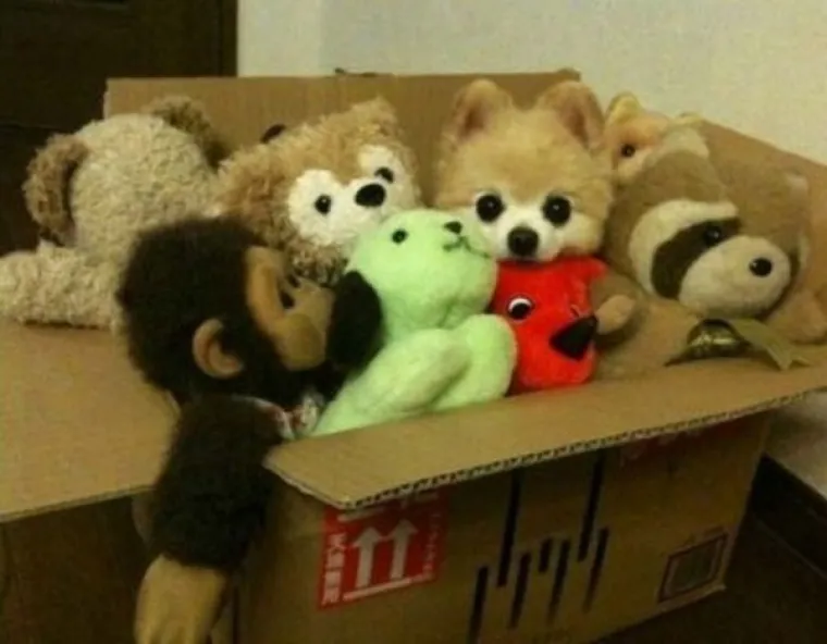 MAJSTORI PRERU&Scaron;AVANJA! Poku&scaron;ajte uočiti kućne ljubimce koji su se odlično stopili s okoli&scaron;em