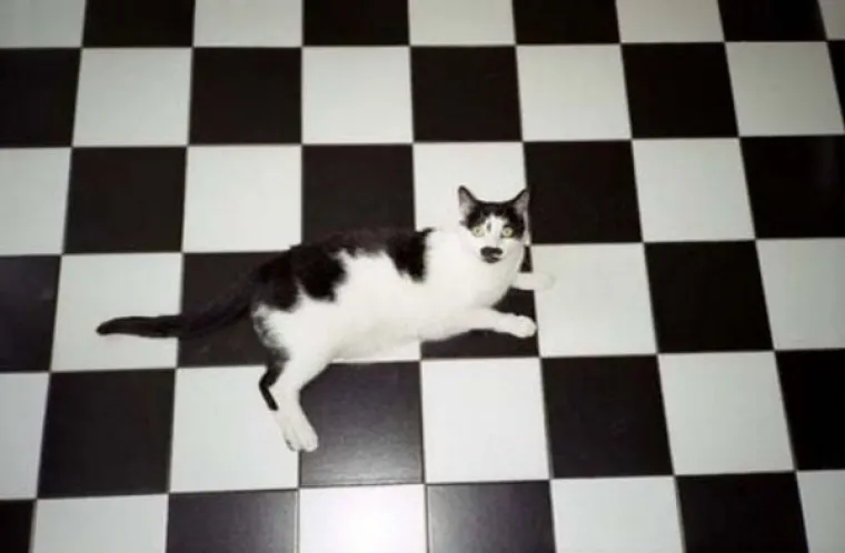 MAJSTORI PRERU&Scaron;AVANJA! Poku&scaron;ajte uočiti kućne ljubimce koji su se odlično stopili s okoli&scaron;em