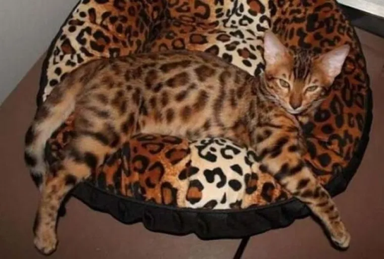 MAJSTORI PRERU&Scaron;AVANJA! Poku&scaron;ajte uočiti kućne ljubimce koji su se odlično stopili s okoli&scaron;em