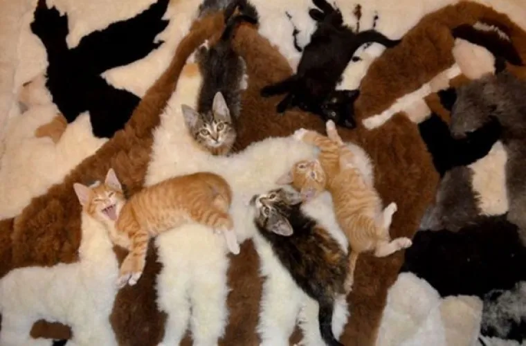 MAJSTORI PRERU&Scaron;AVANJA! Poku&scaron;ajte uočiti kućne ljubimce koji su se odlično stopili s okoli&scaron;em