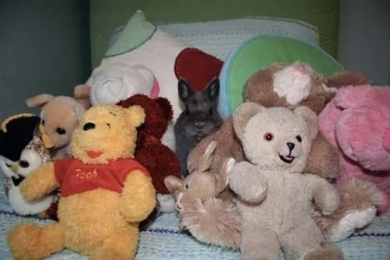 MAJSTORI PRERU&Scaron;AVANJA! Poku&scaron;ajte uočiti kućne ljubimce koji su se odlično stopili s okoli&scaron;em