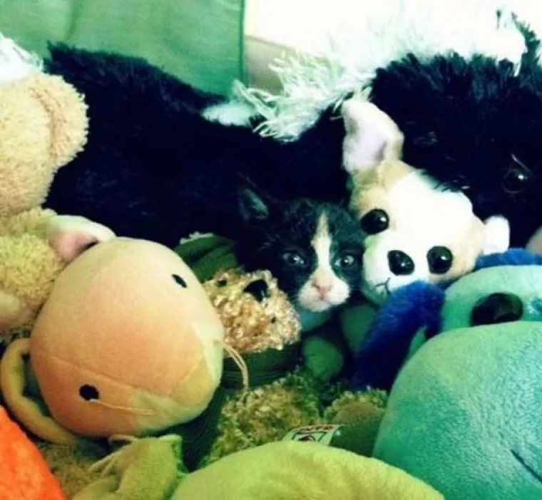 MAJSTORI PRERU&Scaron;AVANJA! Poku&scaron;ajte uočiti kućne ljubimce koji su se odlično stopili s okoli&scaron;em