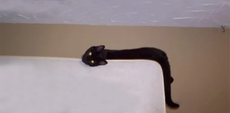 RASTOPIT ĆE I VA&Scaron;A SRCA: Upomoć! ovi ljubimci vam se tope na dlanu