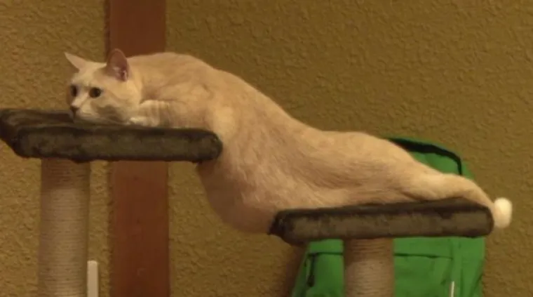 RASTOPIT ĆE I VA&Scaron;A SRCA: Upomoć! ovi ljubimci vam se tope na dlanu