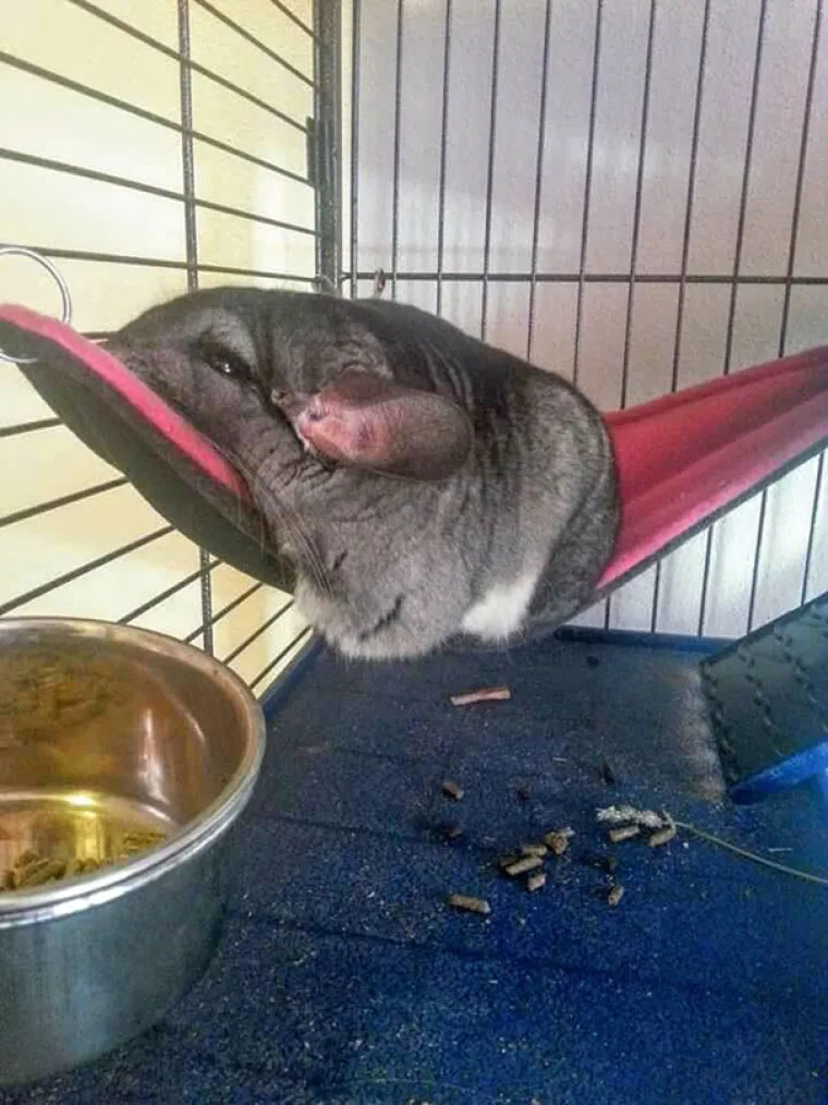 RASTOPIT ĆE I VA&Scaron;A SRCA: Upomoć! ovi ljubimci vam se tope na dlanu