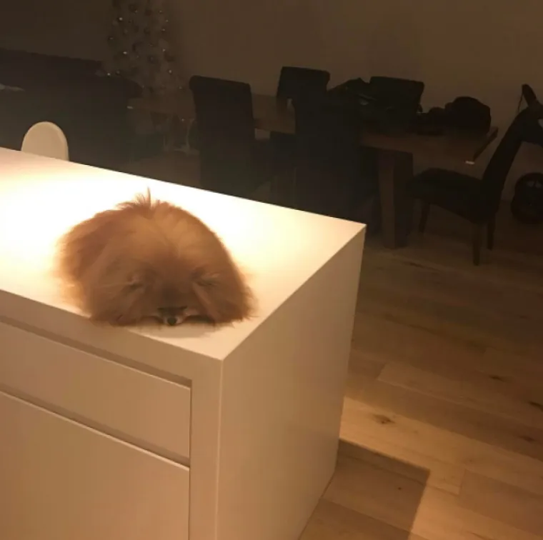 RASTOPIT ĆE I VA&Scaron;A SRCA: Upomoć! ovi ljubimci vam se tope na dlanu