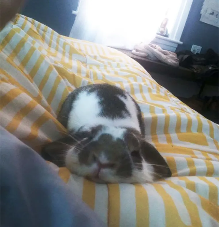 RASTOPIT ĆE I VA&Scaron;A SRCA: Upomoć! ovi ljubimci vam se tope na dlanu